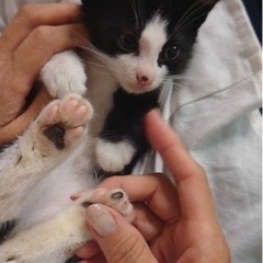 可愛い白黒猫のほたるちゃん - 春日井市