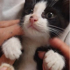 可愛い白黒猫のほたるちゃんの画像