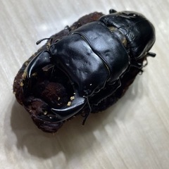 国産オオクワガタ　　Gordon血統