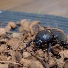 ヘラクレスオオカブトまとめ売りの画像