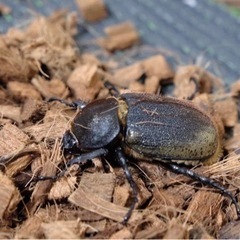 ヘラクレスオオカブトまとめ売りの画像