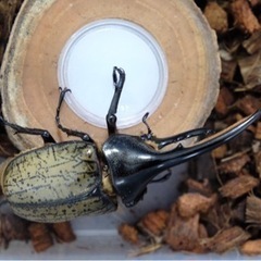 ヘラクレスオオカブトまとめ売りの画像