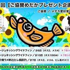 無料プレゼント‼︎⑦オーロラ黄ラメ幹之（ヒレ長因子）／計7匹（オス2、メス4、ヒレ長オス1）　× 1セットの画像