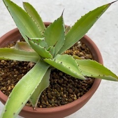 [多肉植物]アガベ　吉祥冠