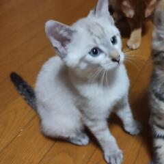 3ヶ月のクリームの男の子