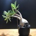 ランキングキーワードに紐づく投稿画像-観葉植物