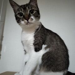 ドタバタ女子です