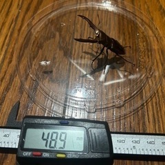 【新成虫】メタリフェルホソアカクワガタ(ペレン)48.9mm 2...
