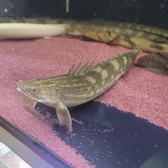 ポリプテルス　ナイジェリアSP　35cm±