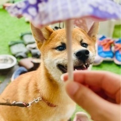 まだ5ヶ月のかわいい子犬