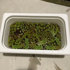 【渡しました】水草　浮草の画像