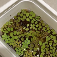 【渡しました】水草　浮草の画像