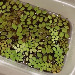 【渡しました】水草　浮草の画像