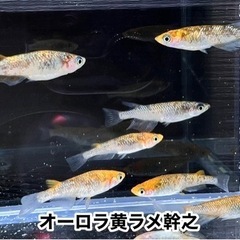 無料プレゼント‼︎⑦オーロラ黄ラメ幹之（ヒレ長因子）／計7匹（オス2、メス4、ヒレ長オス1）　× 1セットの画像