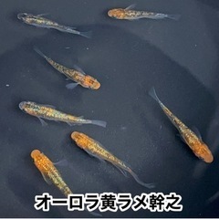 無料プレゼント‼︎⑦オーロラ黄ラメ幹之（ヒレ長因子）／計7匹（オス2、メス4、ヒレ長オス1）　× 1セットの画像