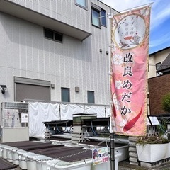 無料プレゼント‼︎⑦オーロラ黄ラメ幹之（ヒレ長因子）／計7匹（オス2、メス4、ヒレ長オス1）　× 1セットの画像