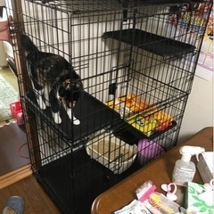 キャットケージ(値下げ可)の画像