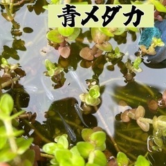 メダカの針子 20匹の画像