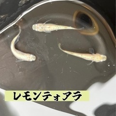 メダカの針子 20匹の画像