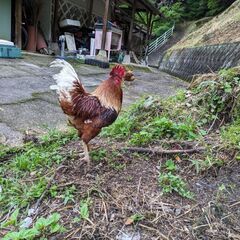 雄鶏もらってください