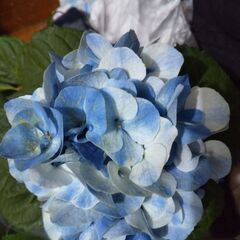 紫陽花とラン