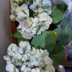 紫陽花とランの画像