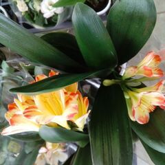 紫陽花とランの画像