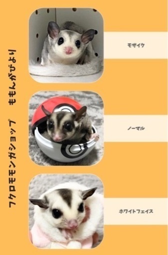 フクロモモンガʕ•ᴥ•ʔ🐾 (ももんがびより) 鶴見のその他のペットの無料