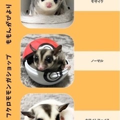 フクロモモンガ　ʕ•ᴥ•ʔ🐾