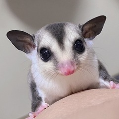 フクロモモンガʕ•ᴥ•ʔ🐾 (ももんがびより) 鶴見のその他のペットの無料