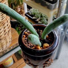 【多肉植物】セネキオ属『七宝樹』陶器壺型鉢入りType-D＼(^ω^)／の画像