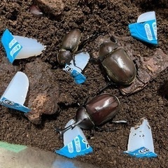 カブトムシ幼虫採集ツアー