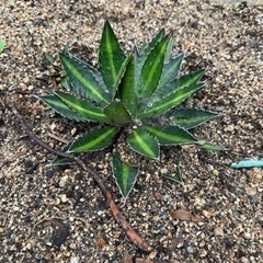 アガベ