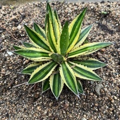 アガベ