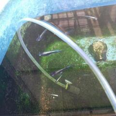 めだか（鱗光、ブロンズ、黒ミユキ）の画像