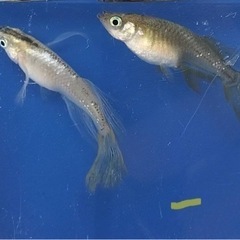 めだか🐟１０００円今日まで！！！の画像