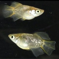 めだか🐟１０００円今日まで！！！の画像