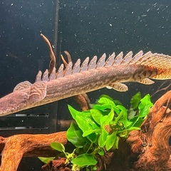 ポリプテルス　ラプラディ（ギニアワイルド　３０cm弱）