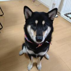 柴犬(豆含む)3歳 メス♀