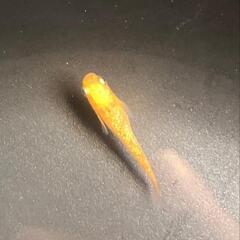メダカ各種