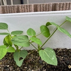 琉球四角豆