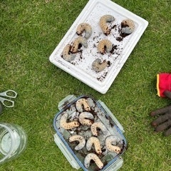 ヘラクレスオオカブト3令幼虫