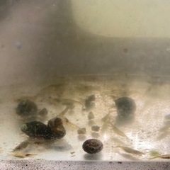 メダカ飼育生体セット