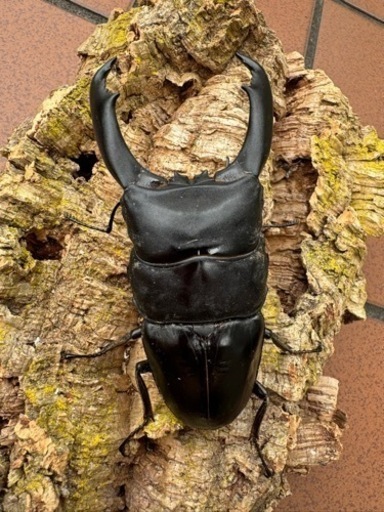 カマリネスヒラタ101.5㎜ペア