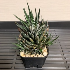 ハオルチア「十二の巻」③
