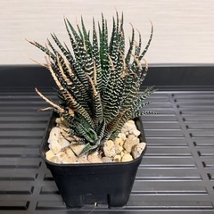 ハオルチア「十二の巻」②