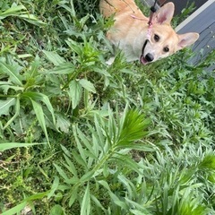 里親募集中