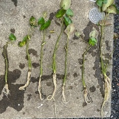 ガガブタ　めだか　メダカ　水草