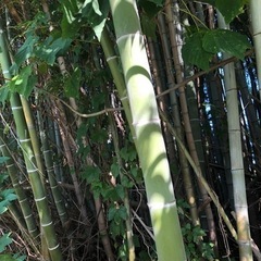 竹 竹林 伐採 竹細工  