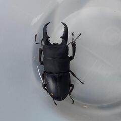 ヒラタクワガタ